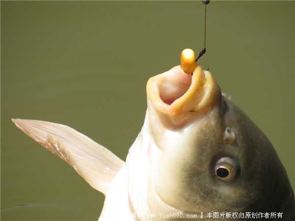 用包米怎样钓鲤鱼-怎样制作玉米钓鲤鱼