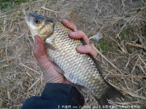 野河钓大鲫鱼用什么商品饵好?求一个商品饵的