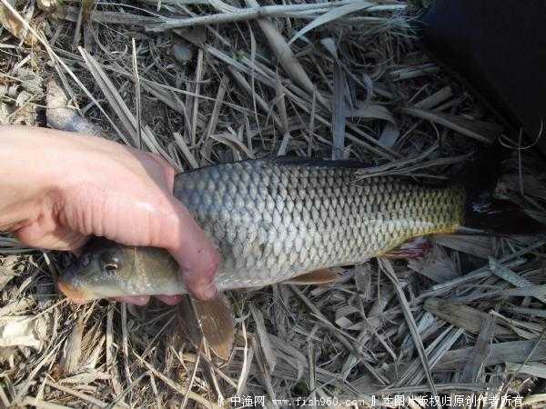 野河钓大鲫鱼用什么商品饵好?求一个商品饵的
