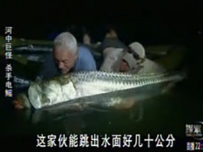 杀手5拿银色杀手视频_大鱼杀手_梦比优斯杀手vs艾斯杀手