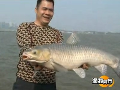 钓青鱼视频大全(手竿|海竿钓大青鱼