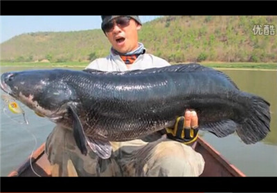 钓黑鱼视频大全(路亚钓黑鱼|乌醴|乌棒|柴鱼视频)