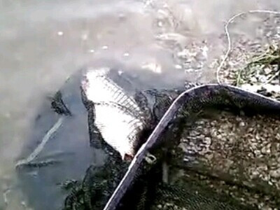 野钓视频大全(水库|河流野钓视频|野钓鲫鱼视频