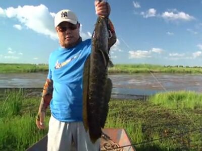 钓黑鱼视频大全(路亚钓黑鱼|乌醴|乌棒|柴鱼视频) - 中渔网 - 钓鱼技巧,钓鱼饵料,钓鱼视频大全,钓友钓鱼交流网站